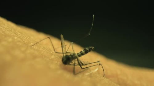 Partially dead Dengue mosquito on a skin (Aedes aegypti, yellow fever mosquito). The mosquito revive