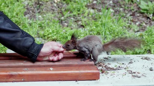 Man feeding nuts to a brown squirrel in the park