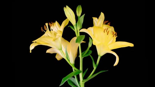 Blooming Yellow Lily Flower Close Up on Black