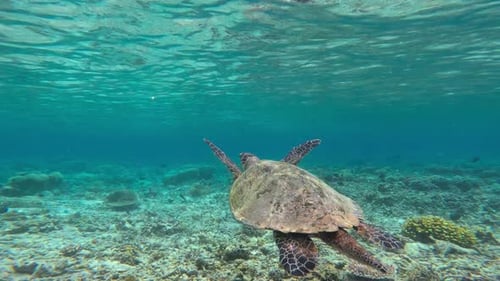 A majestic male hawksbill sea turtle swims over a coral reef, surrounded by clear blue waters.