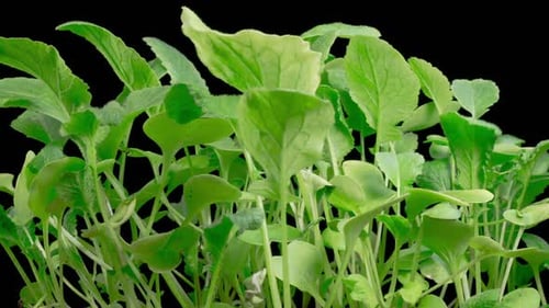 Close-up shot of green sprouts time-lapse growing