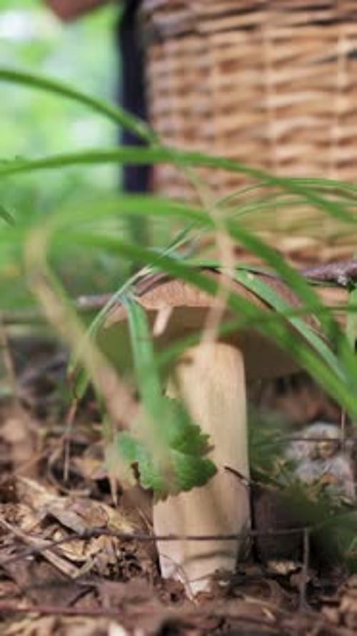 A young woman in boots picks mushrooms in the forest. Basket and mushrooms close-up. Vertical video.