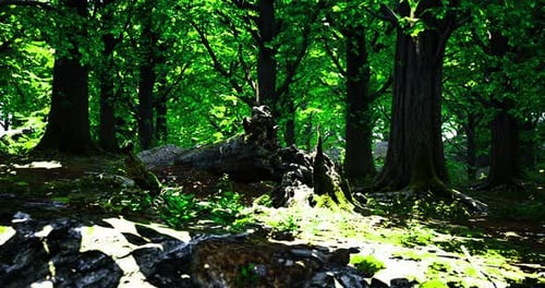 Vibrant Forest Landscape with Lush Green Foliage and Sunlight Filtering Through