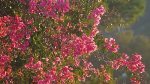 Vibrant Pink Bougainvillea Flowers Blooming in Nature