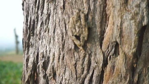 natural views of mountains, natural panoramas of hills, and forests of tall green trees and slopes