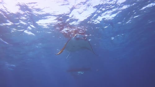 Manta Rays Gracefully Swimming Underwater in the Ocean