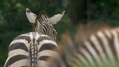Zebra (Equus quagga) moving in slow motion.
