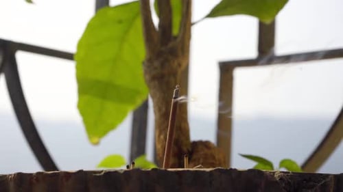 agarbatti ritual in moring in balcony tree pot sainted smoke tulsi belies