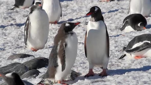 Gentoo Penguin Parent Feeding Chick in Antarctica