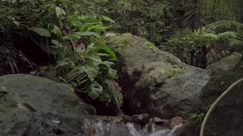Stream running fast in tropical rainforest. Small waterfall with crystal clear water. Beautiful broo