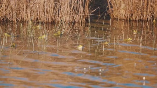 Viele Frösche schwimmen und planschen mit ihren Köpfen, die in Zeitlupe aus dem Wasser ragen, Highframe-Ratte.