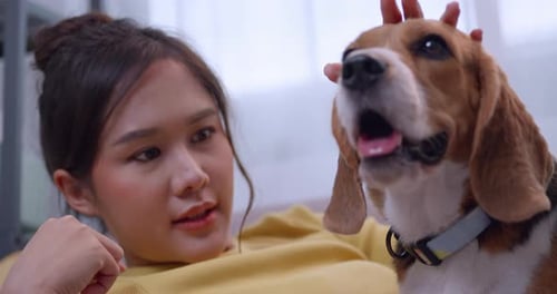 Woman Petting Beagle Dog Indoors Close Up