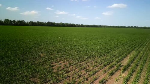 Green corn field aerial view