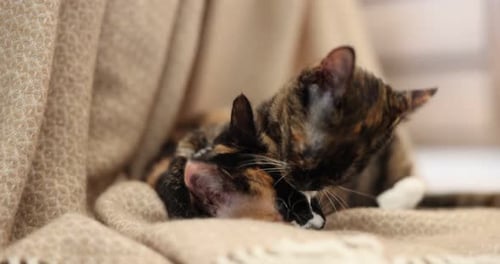 Two tortoiseshell cats resting together on cozy blanket