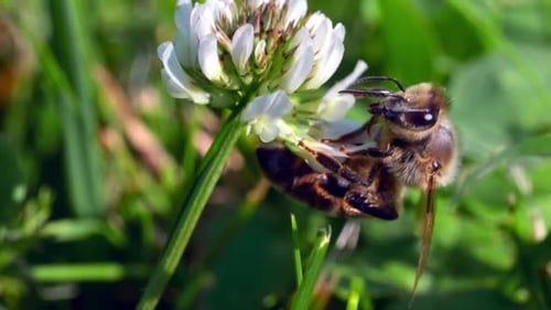 A Honey Bee Collecting Pollen And Nectar From White Clover Plant- Macro