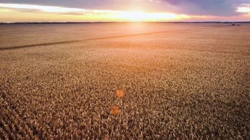 Aerial View Flight Over the Golden Field of Corn Mature Corn Sunset with Sunbeams Farm Fields