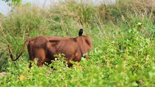 Cow Grazing in Field with Bird on Back