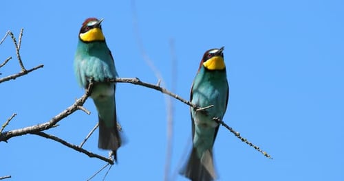 Couple of European bee eaters (Merops apiaster), perched against the blue sky, The Camargue, Souther