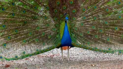 A Peacock is Walking on a Path in a Garden