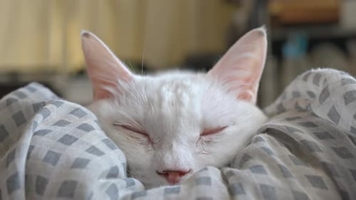 Weiße Katze schläft friedlich auf einer weichen Decke