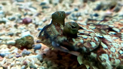 Reptile eyes up-close camouflage skin, moving eyes natural habitat