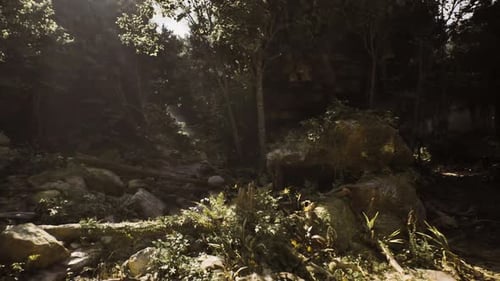 Quiet Forest Setting Illuminated By Warm Sunlight Emphasizing Natural Features