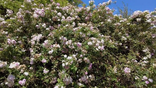 Dense Blooming Flowering Plants Growing Near Winery. Close Up Shot