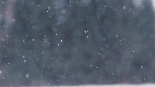 Snow Falling Gently Against Evergreen Tree Background