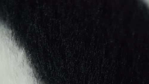 Zebra Cloth Texture Closeup