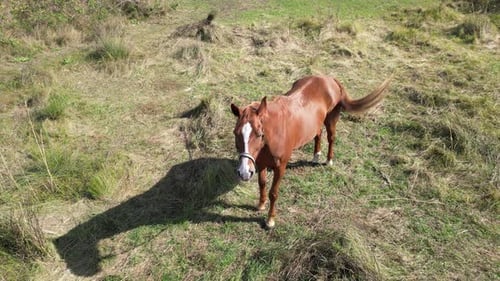 A Brown Horse Grazing in a Grassy Field Surrounded By Patches of Green and Dry Grass with a Peaceful