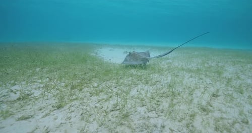 Underwater footage of a stingray gracefully swimming above a patch of seagrass on the ocean floor,
