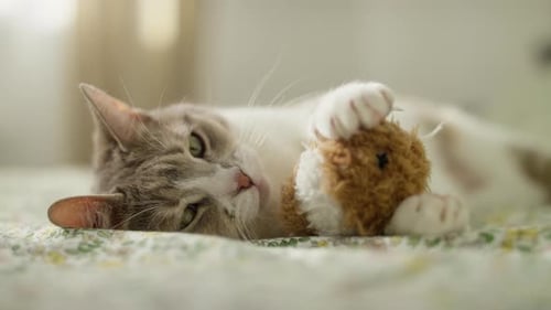 Gray Tabby Cat Relaxing with Toy Indoors