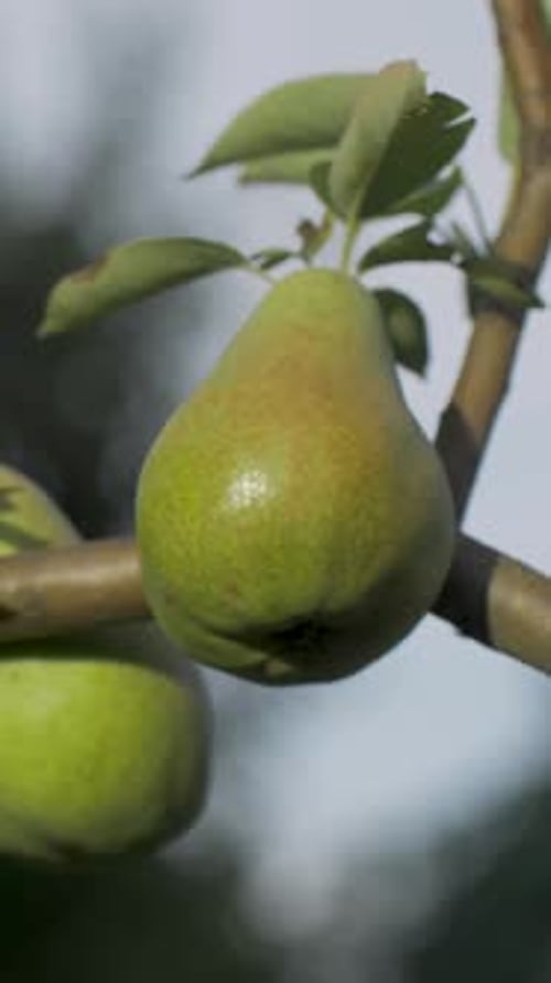 Ripe Pear on Branch with Green Leaves in Fruit Orchard