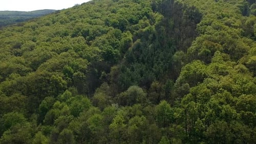 Pine trees in the forest at spring, aerial footage
