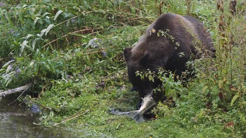 Large Grizzly bear eats spawning fish on green shore of salmon river
