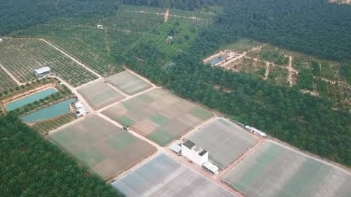 Vegetable Farm- Drone Shot 3