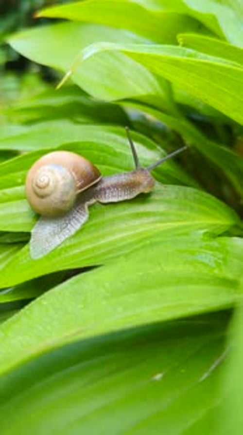 Snail crawls on a green leaf, 60 Fps