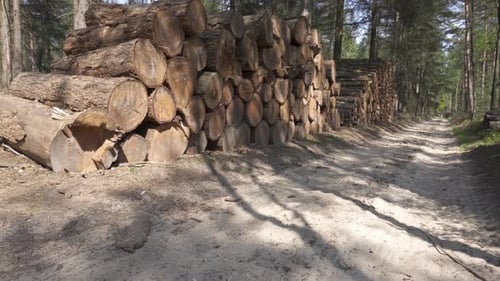 Deforestation pine forest degradation, large tree trunk wood log piles in woodland