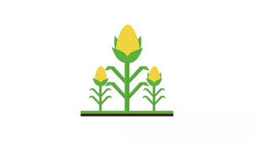 Corn Agriculture Plant