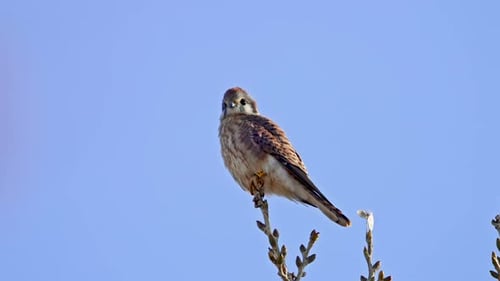 American Kestrel sitting on a branch against a blue sky
