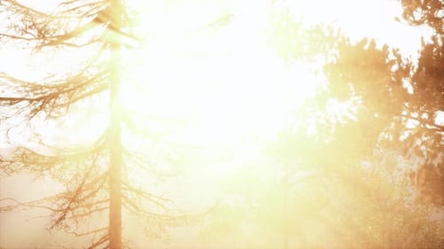 Golden Sun Rays Through Pine Trees Nature Background