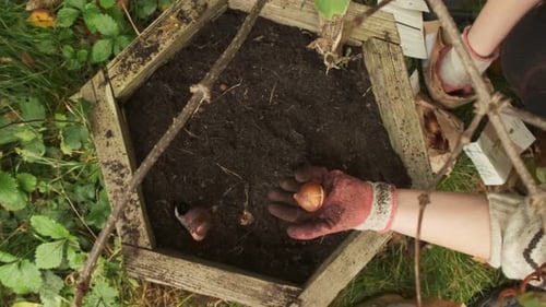Gardener showing tulip bulbs before planting top view slow motion 4k