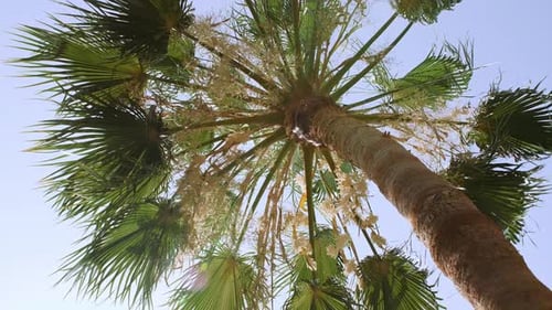 Green Palm Tree on Blue Sky Background Tropical Coconut Palm Leaf Trees at Sunlight Advertising