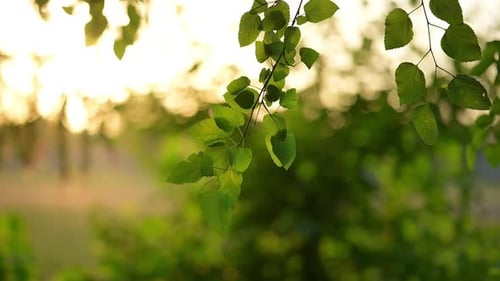 Sunlight shining through tree leaves in the springtime