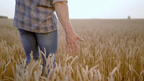 Farmer Man Hand Touching Wheat at Field Wale Farmer Walking
