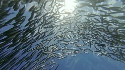 Underwater View of Shoal Sardine Fish in Sea
