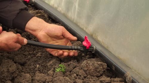 Man installing drip irrigation system. Close Up.