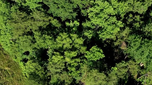 Aerial overhead of forest trees