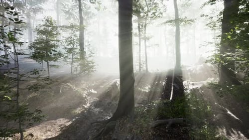 Rays of Sunlight Falling Into a Misty Forest
