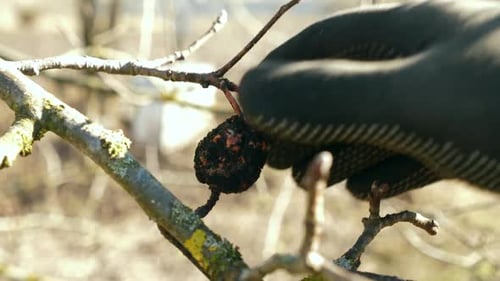 13, Old withered fruits are plucked from the tree. Gardening concept.